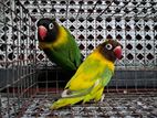 African Love Birds