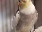 Pied Cockatiel Female Bird