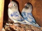 Love Bird Breeding Pairs