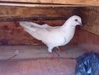 Pigeon