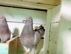 Pigeons