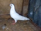 Pigeons