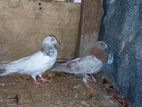 Pigeon