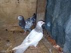 Pigeon