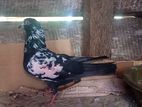 Pigeon