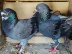 Pigeons