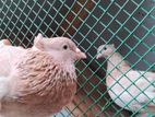 Pigeons