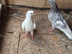 Pigeons