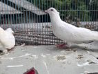 piegon
