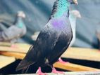 Pigeons