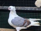Pigeon