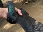 Pigeon