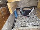 Pigeon පරවියන් විකිණීමට ඇත