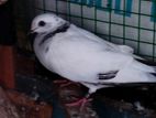 Piegon