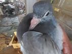 Pigeon