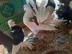 Pigeon