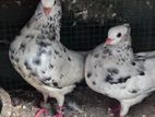 Pigeons