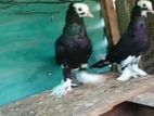 Pigeons