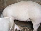 Two Pigs