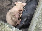 Pigs (Uran)