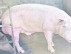 pig sale