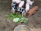 Farm Pig