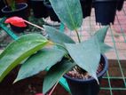 Pig Tail Anthurium