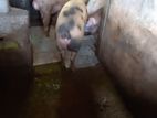 Farm Pig