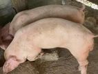 Pig ඌරු පැටවුන්
