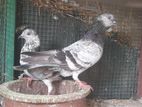 Pigeon