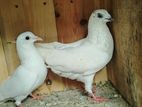 Pigeon