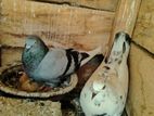 Pigeons