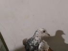 Pigeons