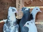Pigeon