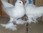 Pigeons