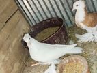 Pigeons