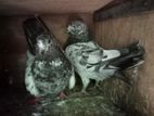 Pigeons