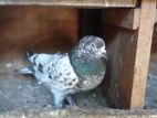 Pigeons