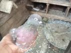 Pigeons