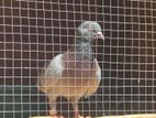 Pigeion Breeding Pair