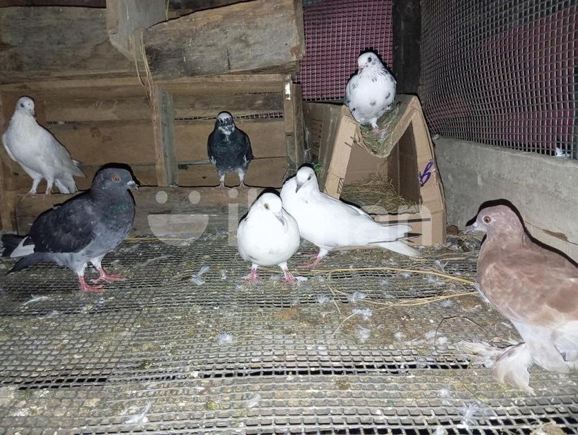 Pigeon for Sale in Komari | ikman