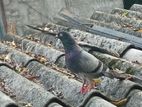 Pigeons