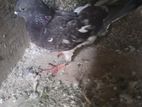 Pigeon