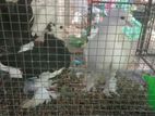 Pigeons