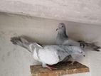 Pigeon