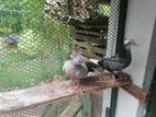 Pigeon