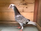 pigen