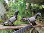 Pigeons