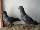 Pigeons