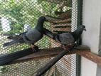 Pigeon